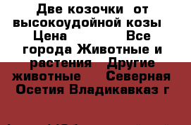 Две козочки  от высокоудойной козы › Цена ­ 20 000 - Все города Животные и растения » Другие животные   . Северная Осетия,Владикавказ г.